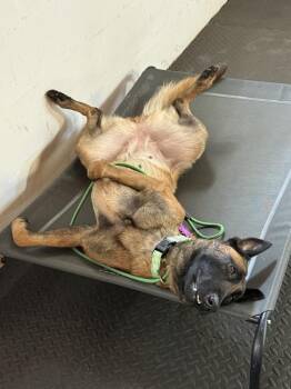 Moon - located in Florida -  Belgian Shepherd Malinois Dog for Adoption in Imlay City, Michigan - Moon - Located In Florida | PetCurious
