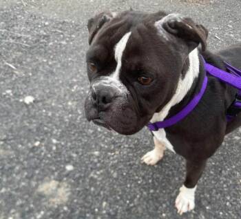 Rescue Boston Terrier Dogs for Adoption in Kirkland, Washington - Priscilla | PetCurious