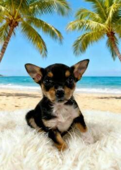 Pep -  Chihuahua Dog for Adoption in Tehachapi, California - Pep | PetCurious