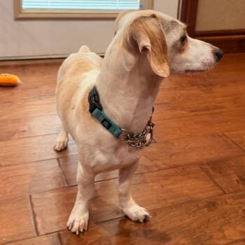 Fred -  Dachshund and Mixed Breed Dog for Adoption in Duncan, Oklahoma - Fred | PetCurious