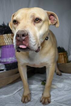 Rita -  Pit Bull Terrier Dog for Adoption in Monroe, Louisiana - Rita | PetCurious