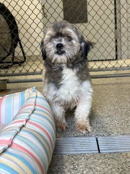 Waddles -  Shih Tzu Dog for Adoption in Auburn, Indiana - Waddles | PetCurious