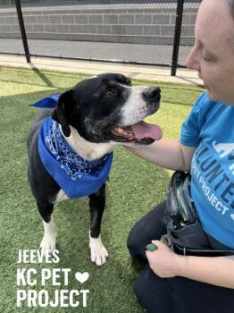Mixed Breed Dogs Available for Adoption in Kansas City, Missouri - Jeeves | PetCurious