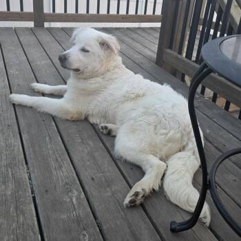 Great Pyrenees Dogs Available for Adoption in Grand Forks, North Dakota - Sundae | PetCurious