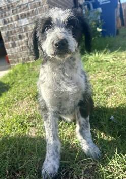 Poodle Dogs Available for Adoption in Shawnee, Oklahoma - Cher | PetCurious