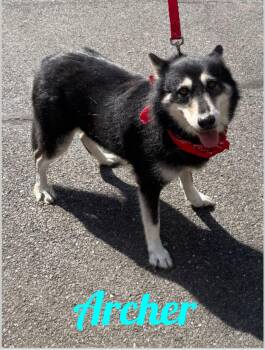 Rescue Shepherd Dogs for Adoption in Westbury, New York - Archie | PetCurious