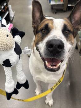 FRED -  Akita and Saint Bernard Dog for Adoption in Joshua Tree, California - FRED | PetCurious
