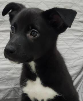 Labrador Retriever Dogs Available for Adoption - Lucy | PetCurious