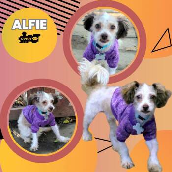 Rescue Maltese and Terrier Dogs for Adoption in Lindsay, California - Alfie | PetCurious