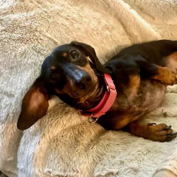 Dachshund Dogs Available for Adoption in San Antonio, Texas - Phoebe | PetCurious