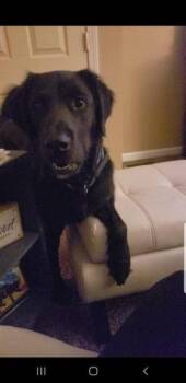 Coal -  Labrador Retriever and Retriever Dog for Adoption in Indianapolis, Indiana - Coal | PetCurious