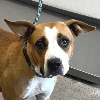Chevey -  Mixed Breed Dog for Adoption in Las Cruces, New Mexico - Chevey | PetCurious