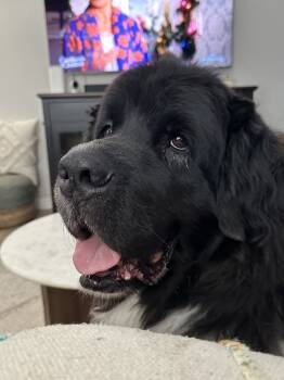 Rescue Newfoundland Dog Dogs for Adoption in Ledyard, Connecticut - Dillon | PetCurious