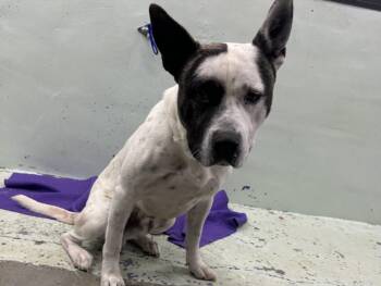 Staffordshire Bull Terrier and Mixed Breed Dogs Available for Adoption - EDDY | PetCurious