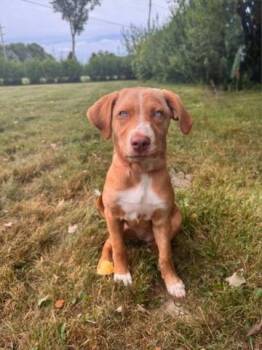 Coco -  Vizsla Dog for Adoption in Muskegon, Michigan - Coco | PetCurious