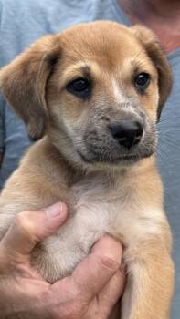 Tilly -  Shepherd Dog for Adoption in Rollingwood, Texas - Tilly | PetCurious