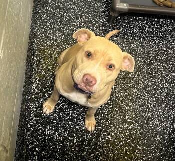 Pit Bull Terrier and Mixed Breed Dogs Available for Adoption in Jackson, Tennessee - Brenda From Accounting | PetCurious