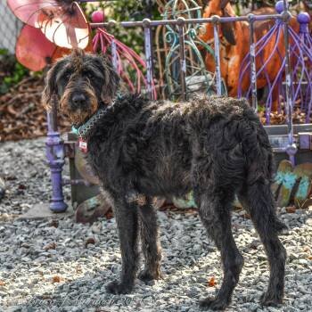 Terrier Dogs Available for Adoption - Nicole | PetCurious