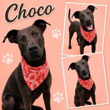 Chocolate -  Labrador Retriever and Mixed Breed Dog for Adoption in Seagoville, Texas - Chocolate | PetCurious