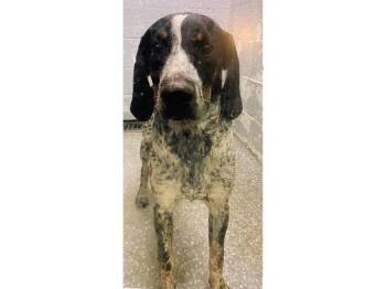 Little Boy Blue (TX) -  Bluetick Coonhound Dog for Adoption - Little Boy Blue (TX) | PetCurious