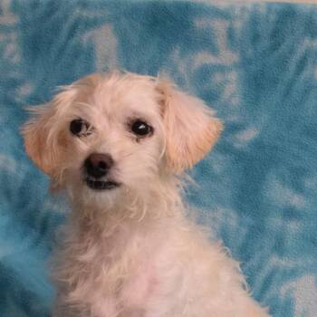 Clement -  Miniature Poodle and Mixed Breed Dog for Adoption in Eureka, California - Clement | PetCurious