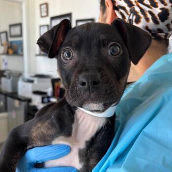 Pit Bull Terrier and Mixed Breed Dogs Available for Adoption - Ollie | PetCurious