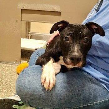 MOOSE -  Pit Bull Terrier Dog for Adoption in Clyde, North Carolina - MOOSE | PetCurious