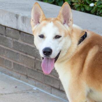 KYLE -  Carolina Dog Dog for Adoption in St. Louis, Missouri - KYLE | PetCurious