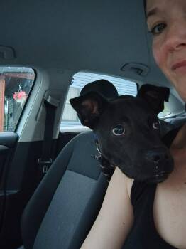 Kovu -  Black Labrador Retriever and Catahoula Leopard Dog Dog for Adoption in Springville, New York - Kovu | PetCurious