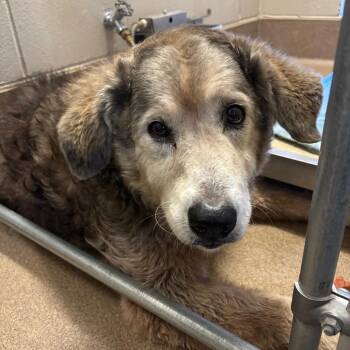 Snookie -  Great Pyrenees and Mixed Breed Dog for Adoption in Hinesville, Georgia - Snookie | PetCurious