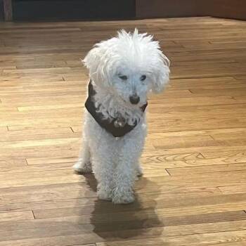 Buddy -  Poodle Dog for Adoption in Midland, Michigan - Buddy | PetCurious