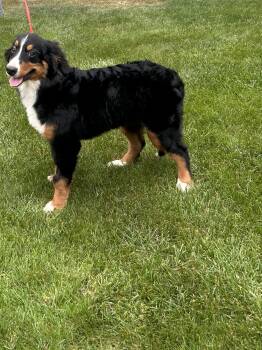 RIPLEY -  Bernese Mountain Dog Dog for Adoption in Rossford, Ohio - RIPLEY | PetCurious
