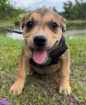 American Bulldog Dogs Available for Adoption in Tarrytown, Georgia - Gertie | PetCurious