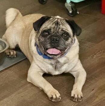 Tonka -  Pug Dog for Adoption in Mead, Colorado - Tonka | PetCurious