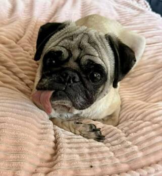Pug Dogs Available for Adoption in Pelham, Massachusetts - Calzone | PetCurious