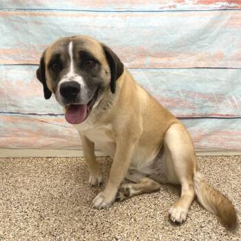 Mixed Breed Dogs Available for Adoption - June | PetCurious