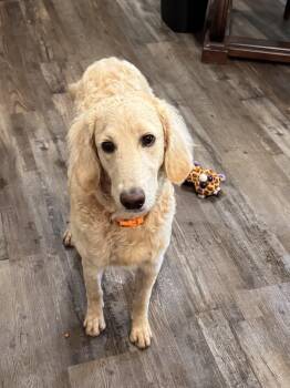Goldendoodle Dogs Available for Adoption in Sequatchie, Tennessee - Prada  | PetCurious