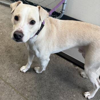 Niko -  Mixed Breed Dog for Adoption in Las Cruces, New Mexico - Niko | PetCurious