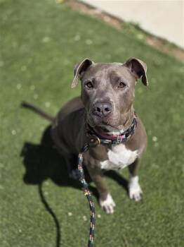 PRINCESS -  American Staffordshire Terrier Dog for Adoption in San Antonio, Texas - PRINCESS | PetCurious
