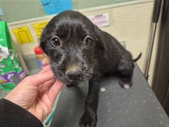 Mixed Breed Dogs Available for Adoption in Ellijay, Georgia - Lea | PetCurious