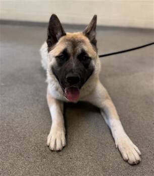 Akita Dogs Available for Adoption in West Valley City, Utah - SWEET TEA | PetCurious