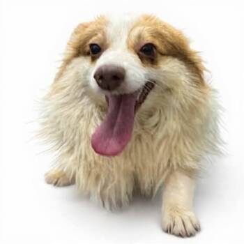 Pomeranian Dogs Available for Adoption in Westwood, New Jersey - Ben | PetCurious