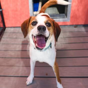 Sampson -  Beagle and Mixed Breed Dog for Adoption in Bradenton, Florida - Sampson | PetCurious