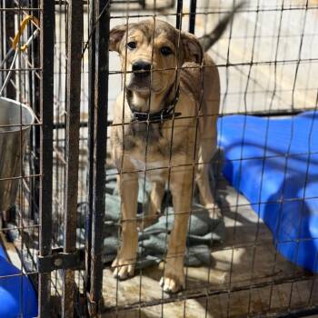 Rescue Shepherd Dogs for Adoption in Fort Smith, Arkansas - Mickey | PetCurious