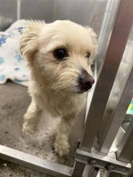 Mixed Breed Dogs Available for Adoption in West Chester, Pennsylvania - Pineapple | PetCurious