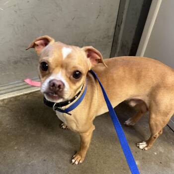 Hulk -  Chihuahua and Pug Dog for Adoption in Binghamton, New York - Hulk | PetCurious