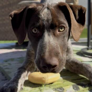 Milo -  German Shorthaired Pointer Dog for Adoption in Minneapolis, Minnesota - Milo | PetCurious