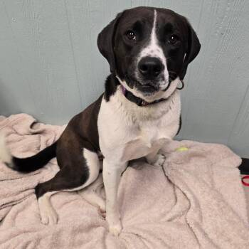 Mixed Breed Dogs Available for Adoption in Columbia, Missouri - Adora | PetCurious