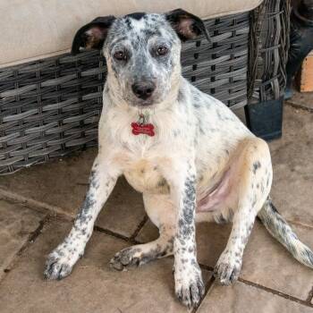 Tokyo -  Australian Cattle Dog Blue Heeler Dog for Adoption in Houston, Texas - Tokyo | PetCurious