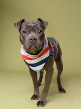 Pit Bull Terrier and Mixed Breed Dogs Available for Adoption in Atlanta, Georgia - Nathan | PetCurious